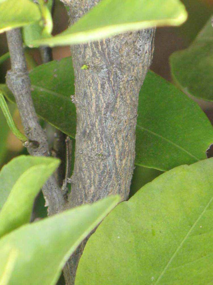              Second - third year twig (Riverside, CA)       